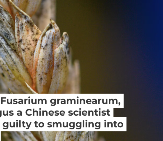 Wheat infected by Fusarium, a toxic fungus, has kernels that appear white with orange at the base. Klaus-Dietmar Gabbert/picture alliance via Getty Images